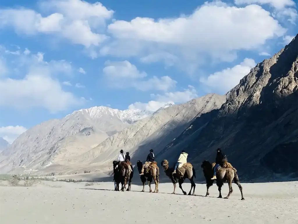 Tourists riding double-humped Bactrian camels through Hunder sand dunes in Nubra Valley, Ladakh, with snow-capped mountains in the background