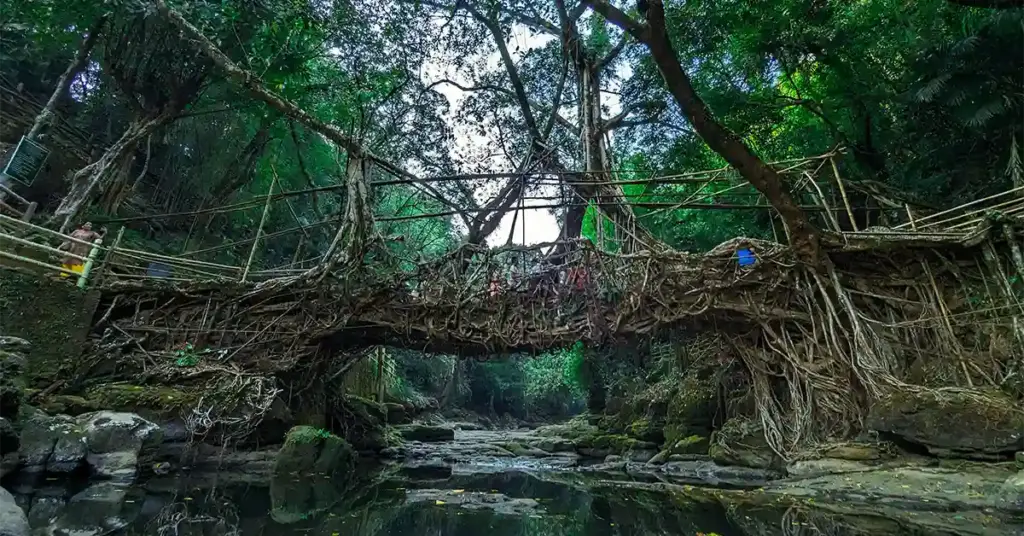 Ancient living root bridge made of intertwined rubber tree roots over a stream in Nongriat,Meghalaya