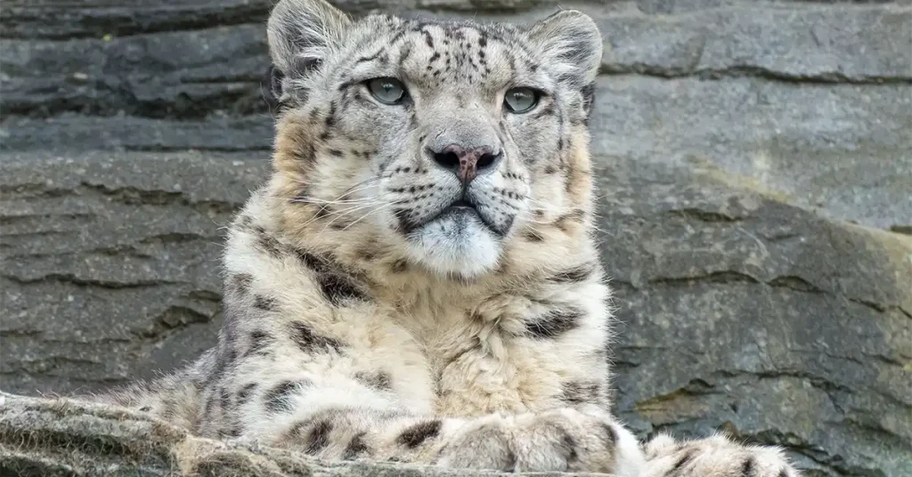 Snow leopard, the species tracked on winter Spiti Valley trips around Kibber and Chicham in Himachal Pradesh